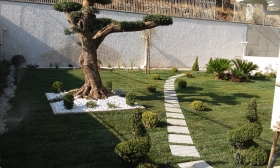 Realizzazione giardino privato con olea europea esemplare - soc. agr. eurogarden Forchia!