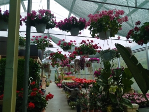 Center garden - soc. agr. eurogarden Forchia!
