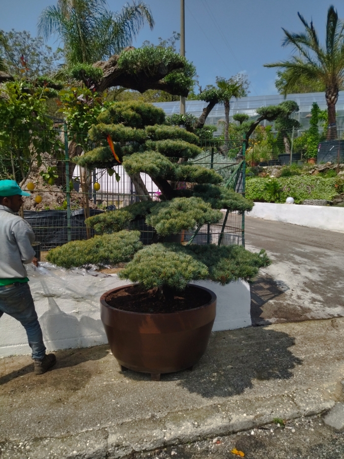 Bonsai particolari - soc. agr. eurogarden Forchia!